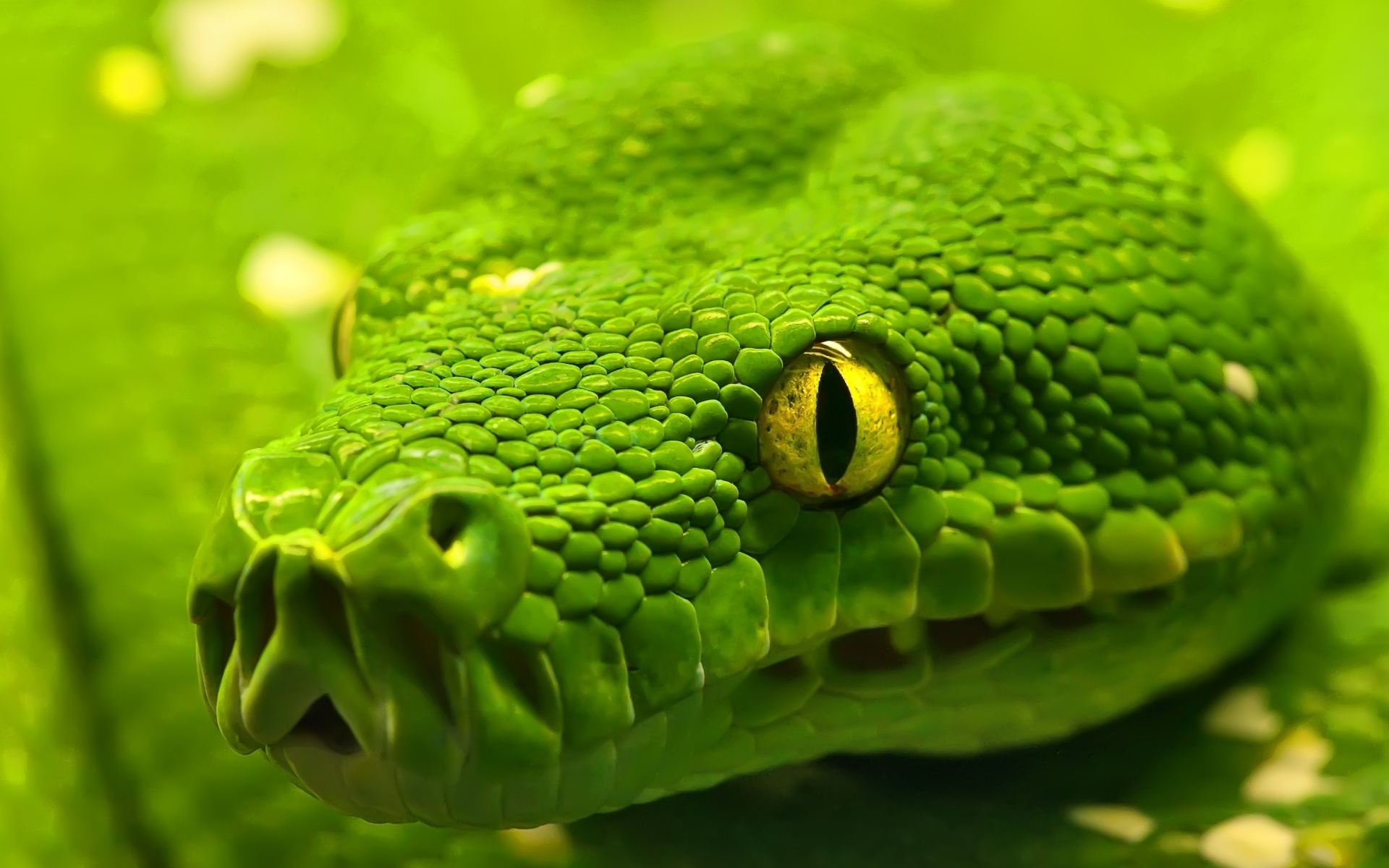 snake-wallpaper-green-anaconda-reptile-eyes-desktop-wallpapers-a-l ...